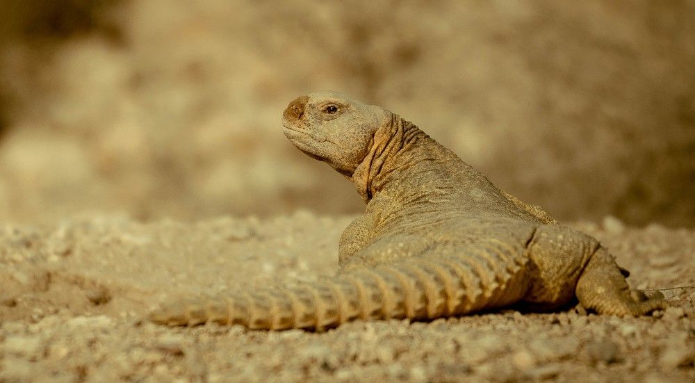 Photograph by Sadhiq MATHILAKATH SIDHIQ