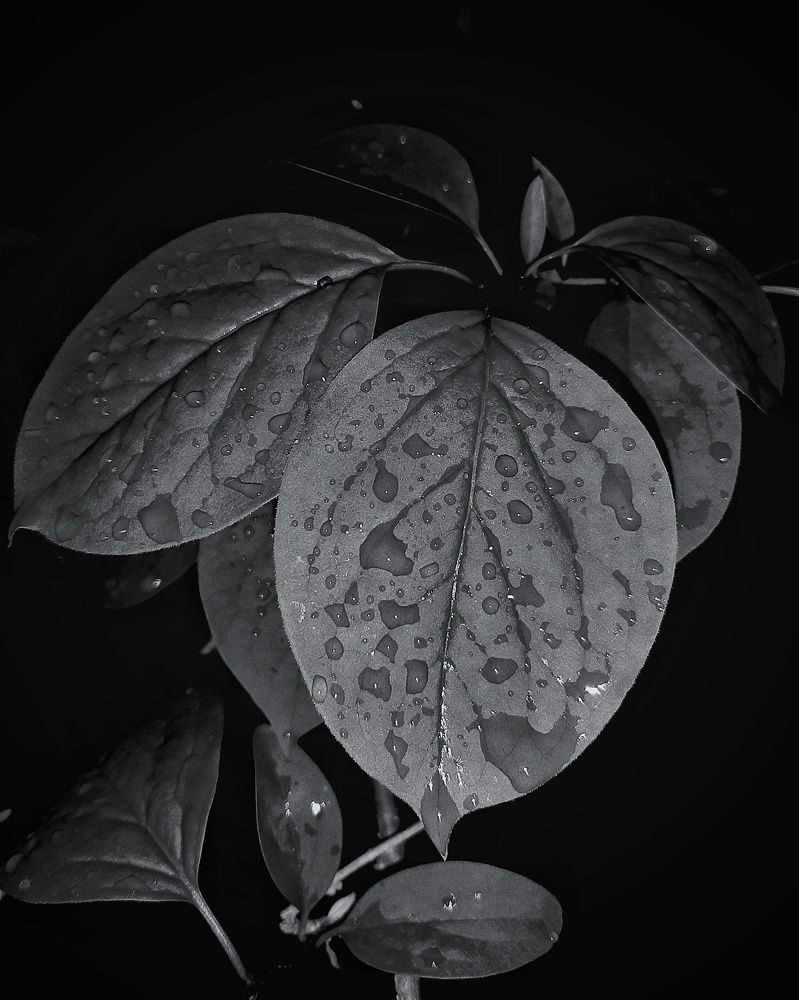 Photograph by Mobigraf