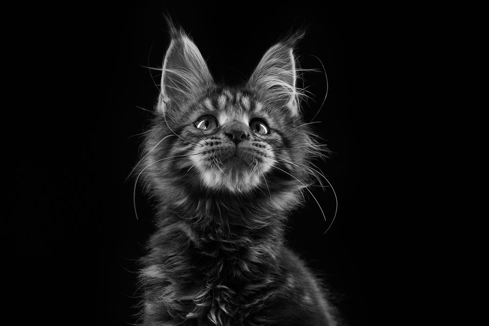 Photograph by 王 饼叔