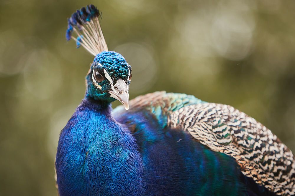 Photograph by Александр Батусов