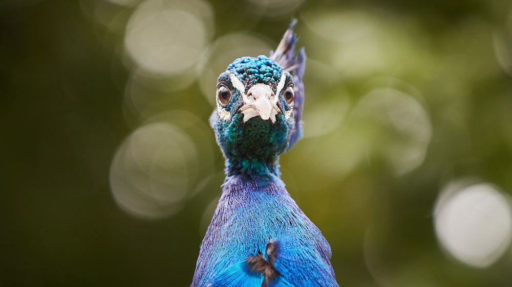 Photograph by Александр Батусов