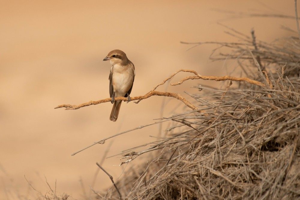 Photograph by Sadhiq MATHILAKATH SIDHIQ