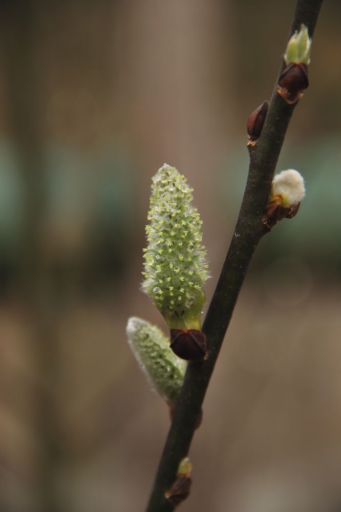 Фотография автора Истомина Елена