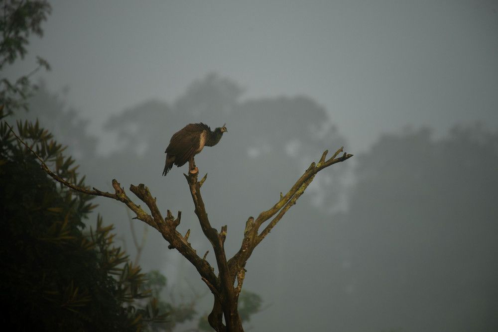 Photograph by Sadhiq MATHILAKATH SIDHIQ