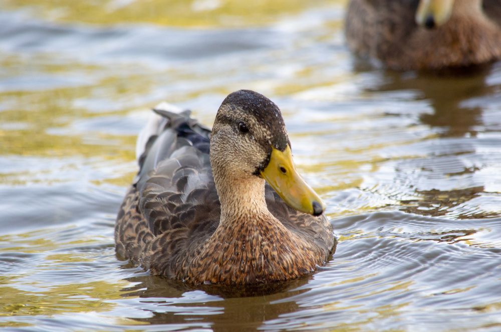 Photograph by Юлия Митюрникова