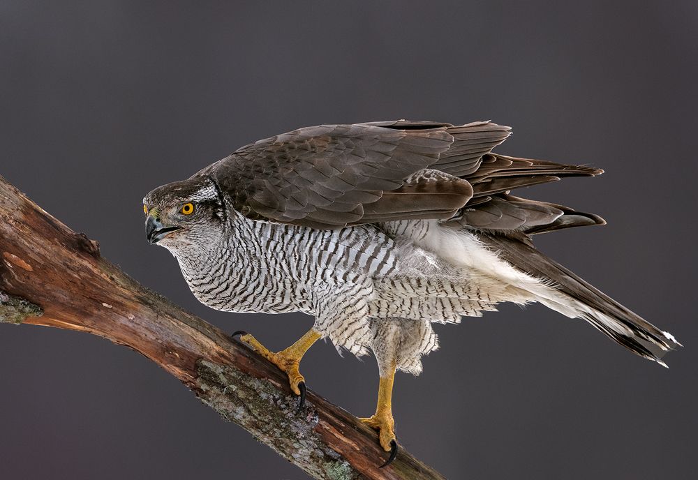 Ястреб тетеревятник