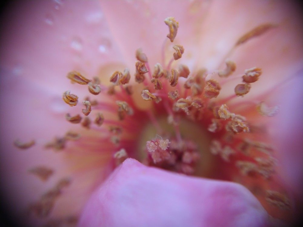 The soul of the flower