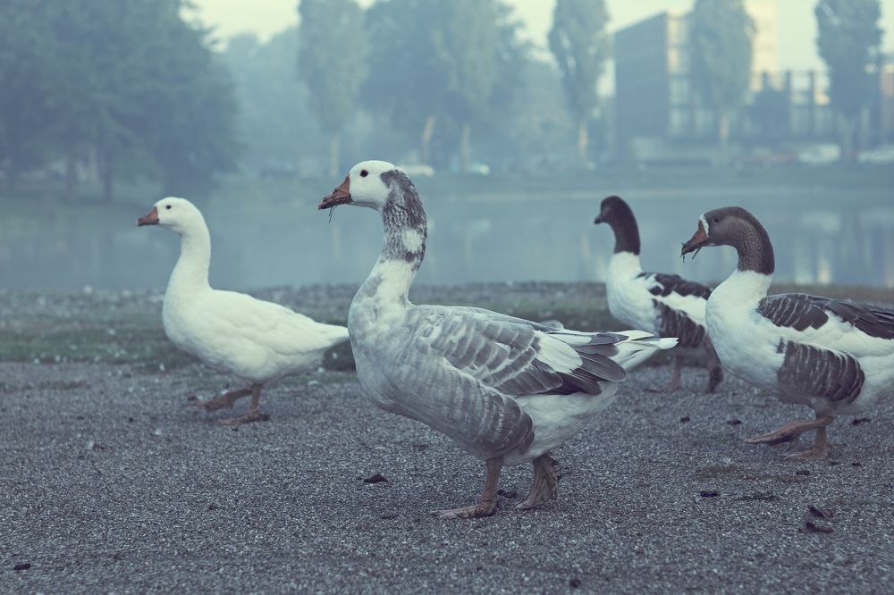 Photograph by Iuliia Dumchenko