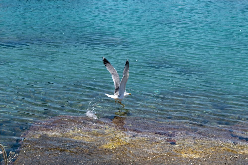 The flight of the gull