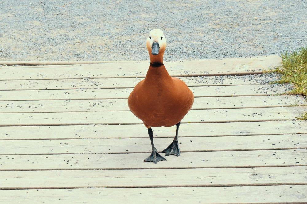 Photograph by Татьяна Помогалова