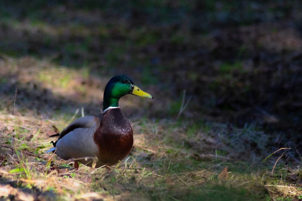 Photograph by Алексей Ильин