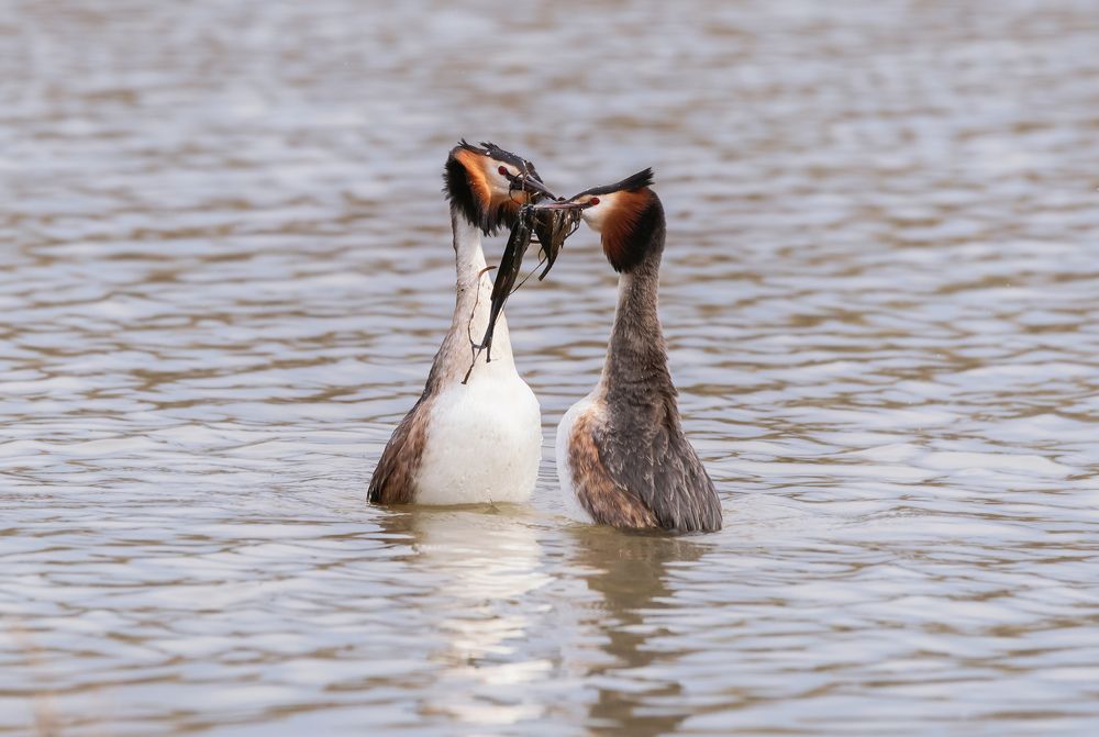 Photograph by Олег Милеев (Каминцев)