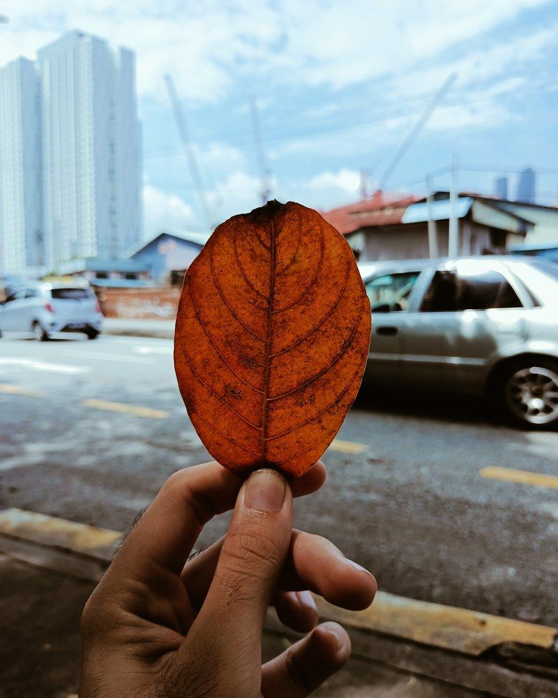 Photograph by Saidin Firdaus