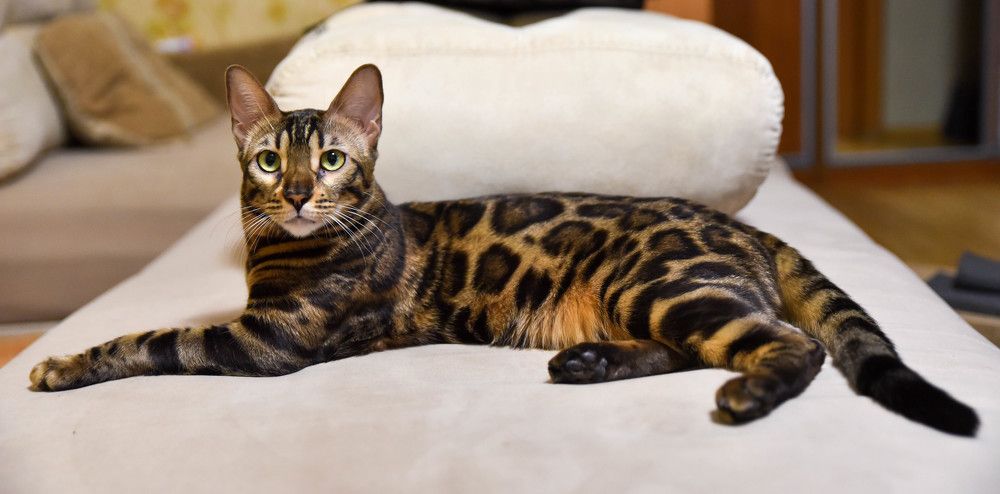 Фотография автора Сергей Чесноков