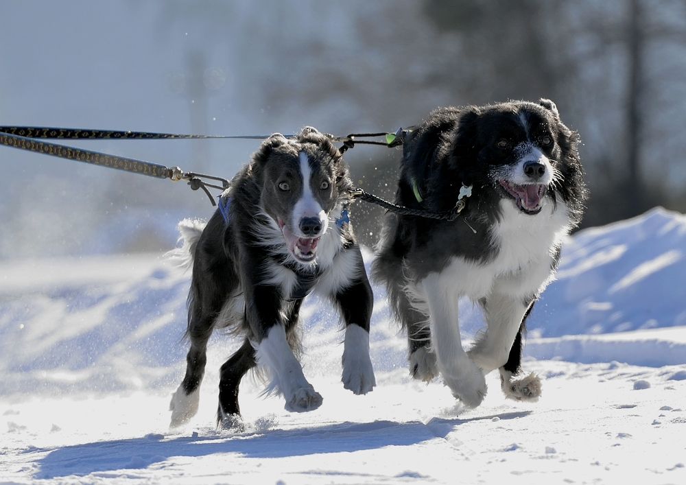 Фотография автора Сергей Чесноков
