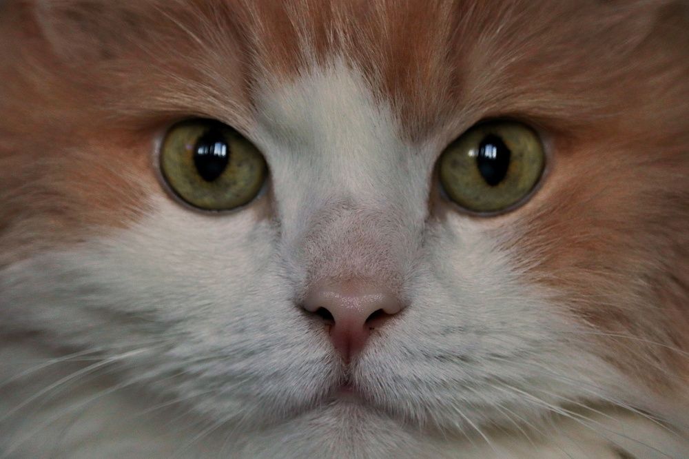 Photograph by Мария Тёмкина