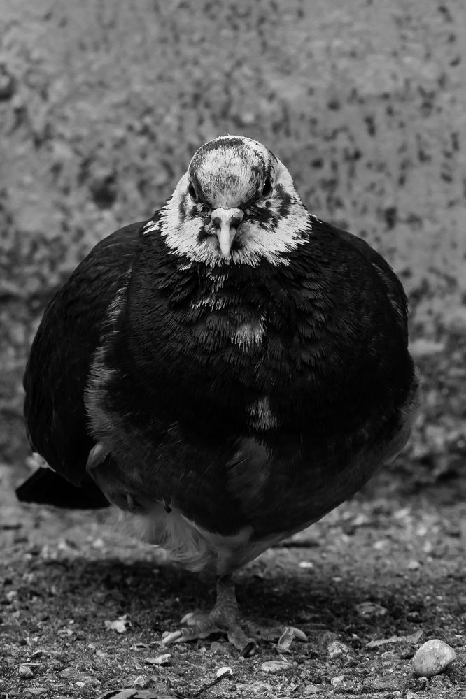 Photograph by Мария Тёмкина