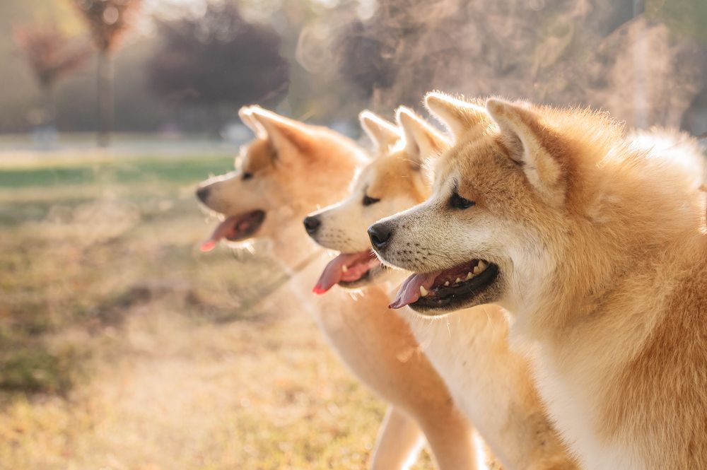 Photograph by Анастасия Мельник