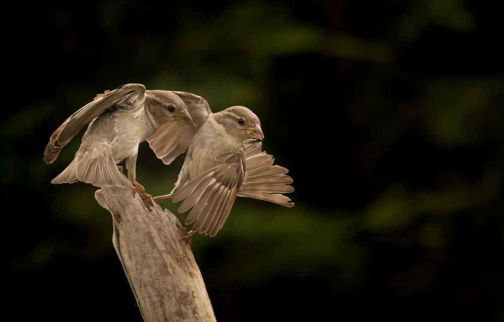 Photograph by Magali Guerin