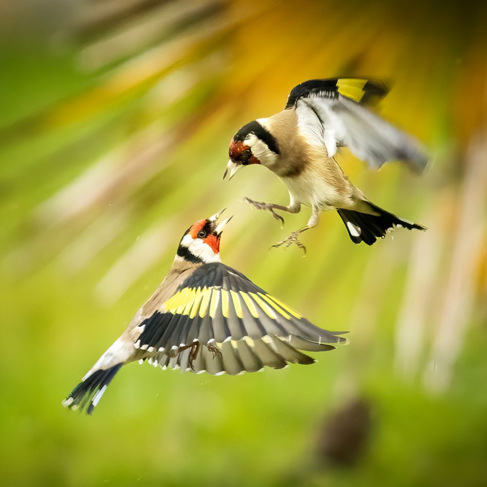 Photograph by Magali Guerin