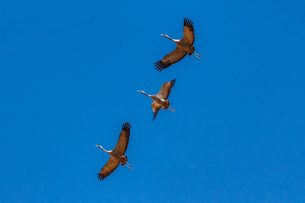 Полет журавлей.