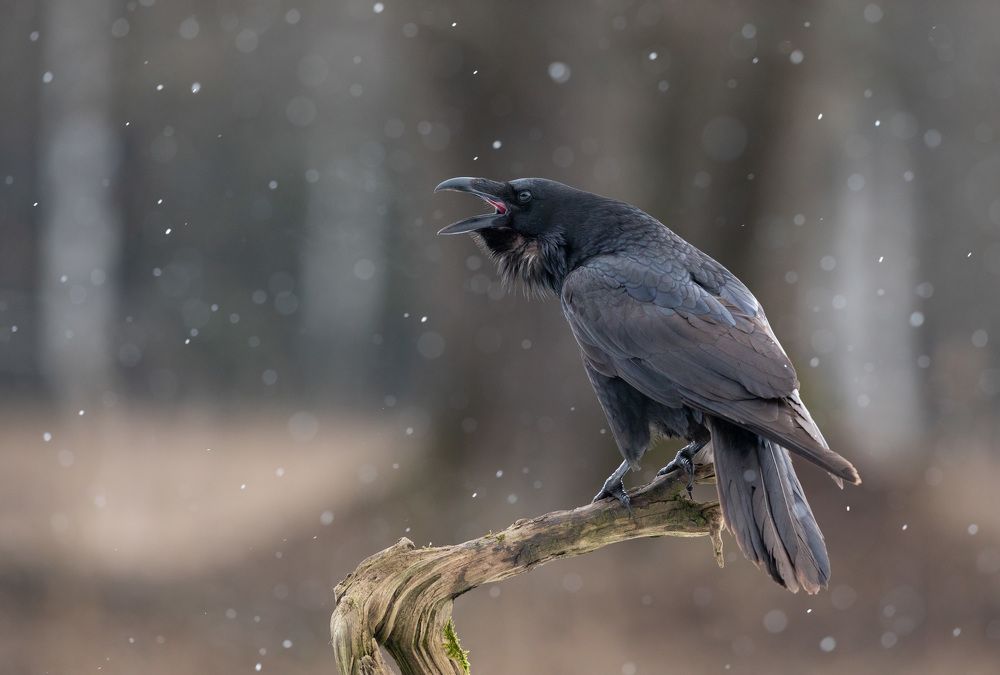 Photograph by Владимир Пакалевич