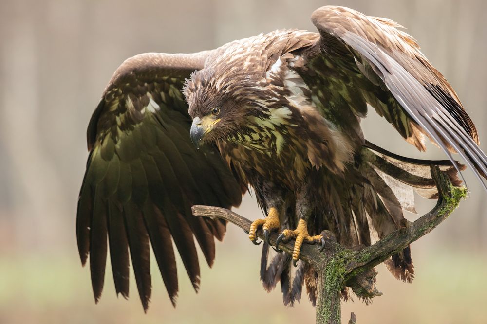 Photograph by Владимир Пакалевич
