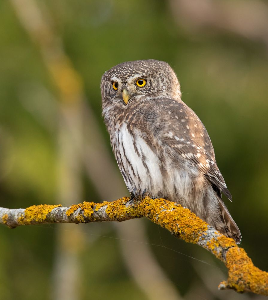Photograph by Владимир Пакалевич