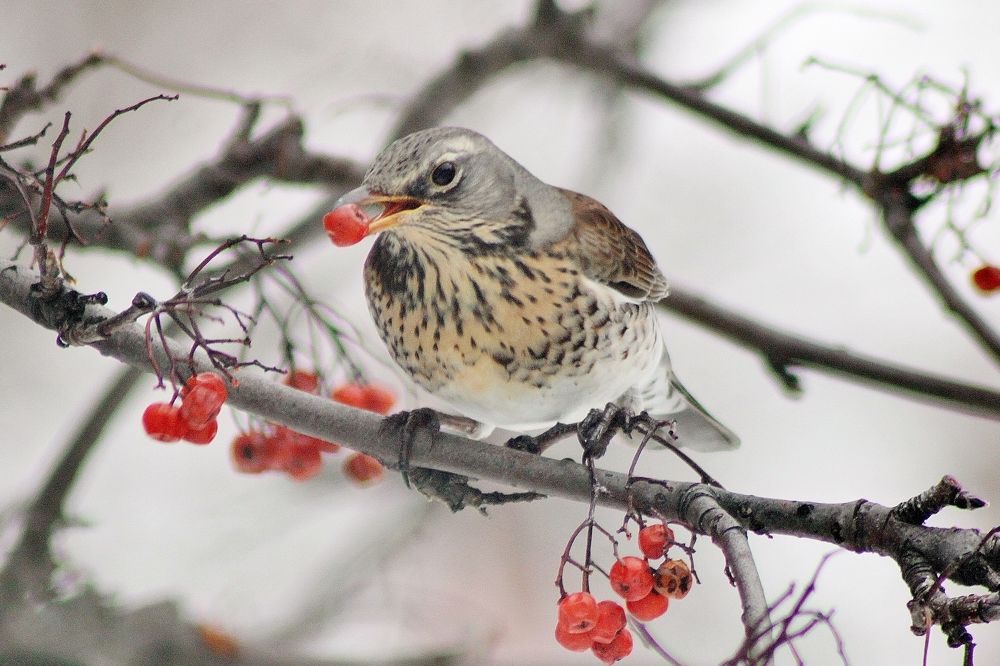 Photograph by Анна Восковых