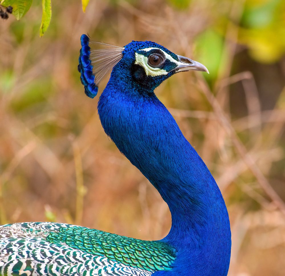 Photograph by Vinayak V