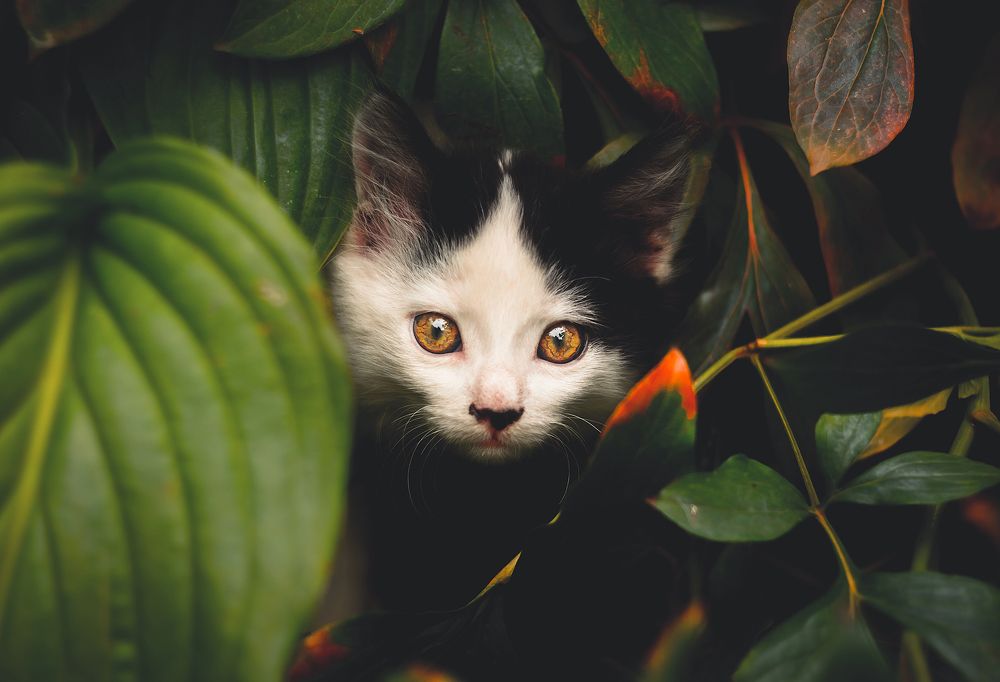 Photograph by Александр Плисик