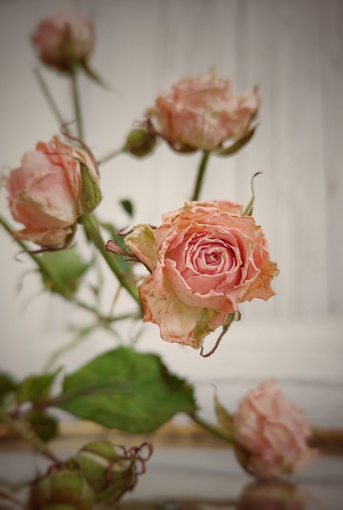 Photograph by Наталья Соловьева