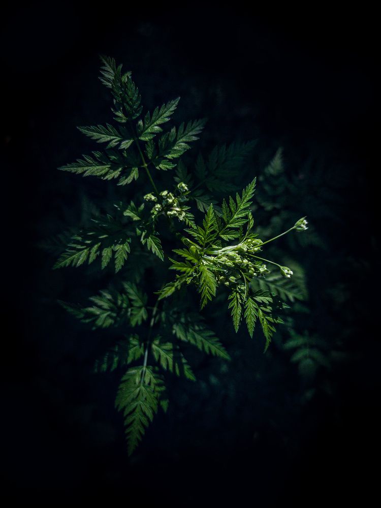 Фотография автора Mikhail Dmitriev