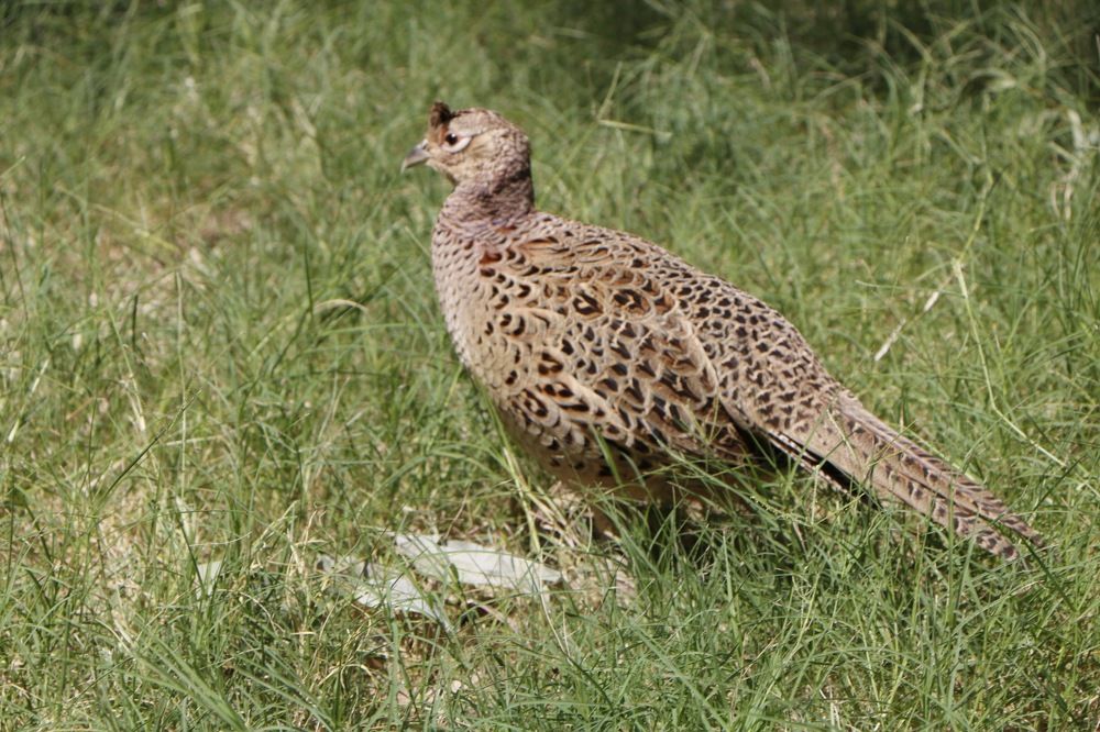 Photograph by Mohammad Ali Ataei Daryaei