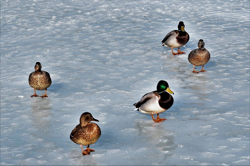 Photograph by Татьяна Помогалова