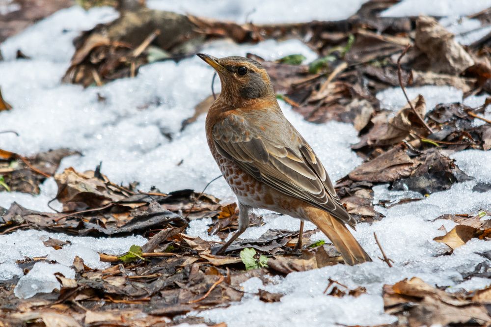 Photograph by Виктор Чернюк