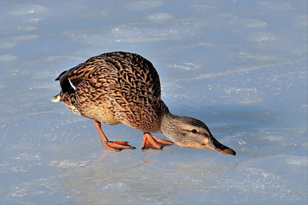 Photograph by Татьяна Помогалова