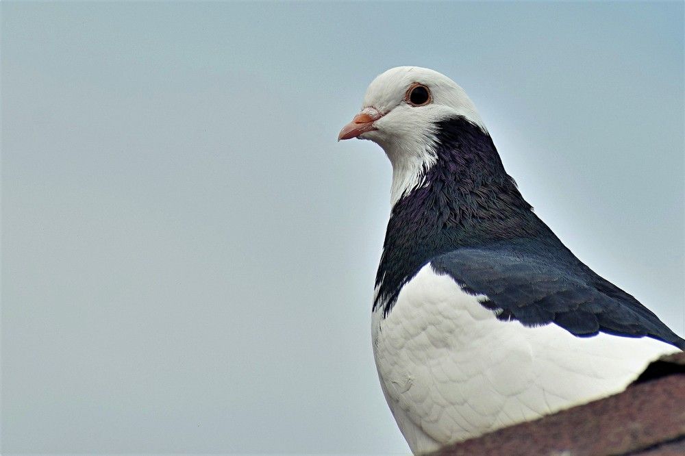 Photograph by Татьяна Помогалова