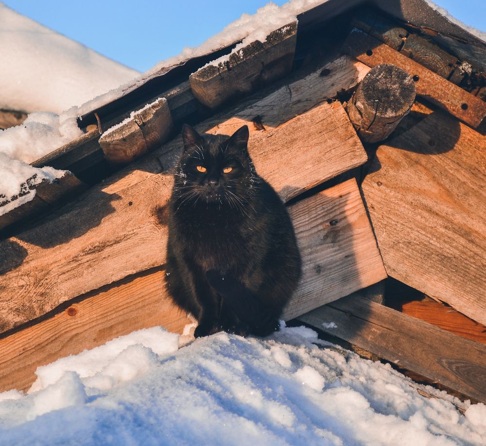 Фотография автора Иван Комаров