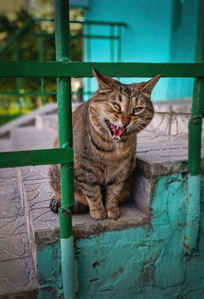 Кто сказал, что кошки не умеют смеяться?