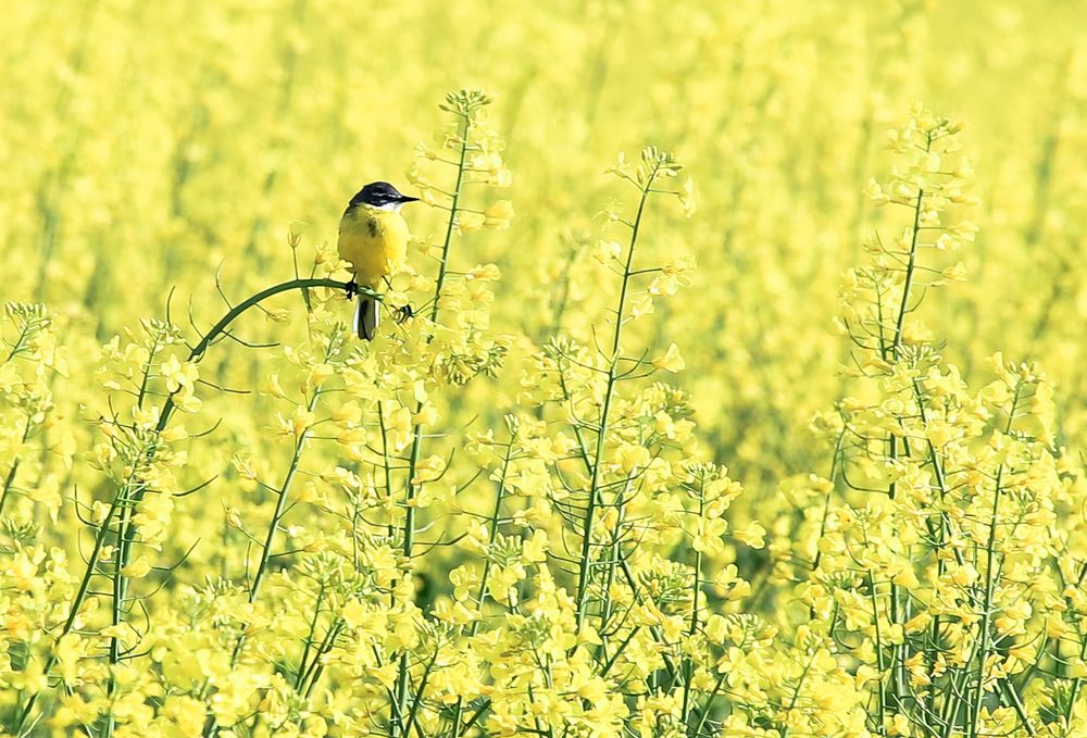 Фотография автора Flegner Calin