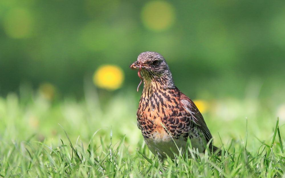 Фотография автора Flegner Calin