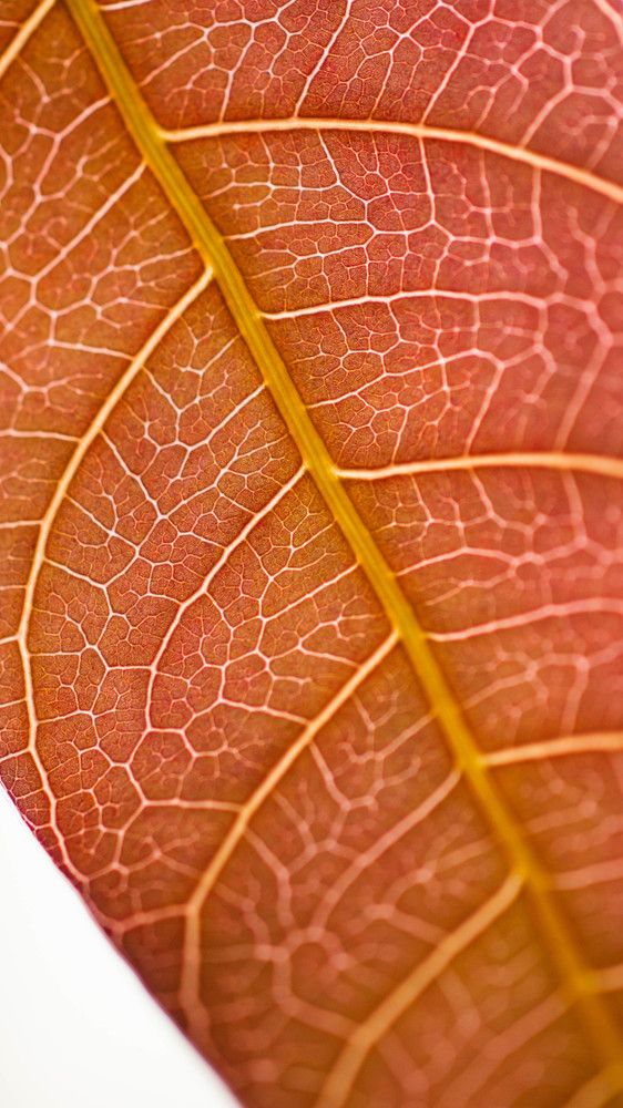 Photograph by Ирина Кошлюнова