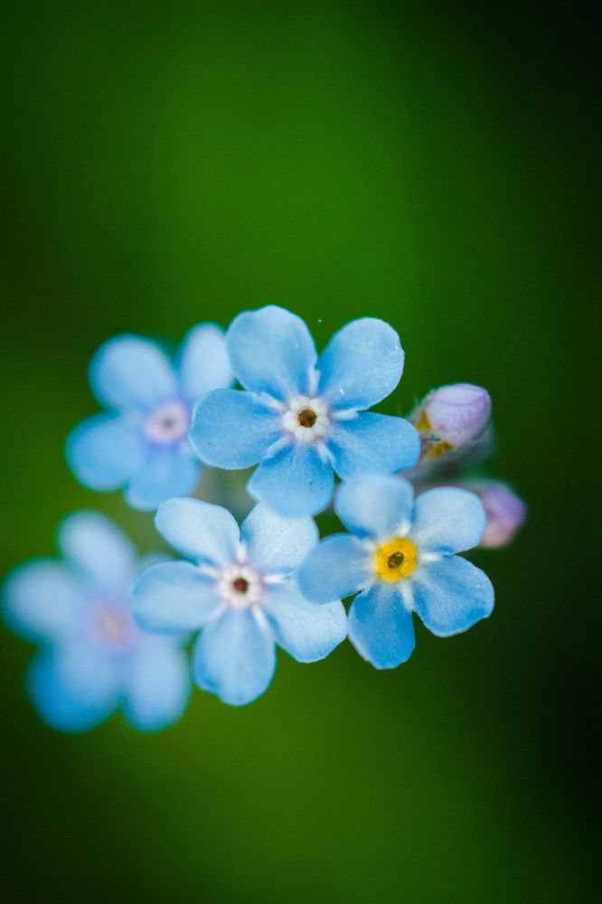 Photograph by Ирина Кошлюнова