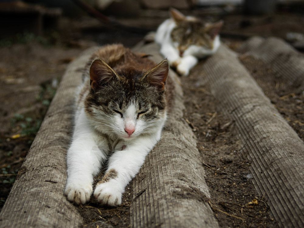 Photograph by Ирина Кошлюнова