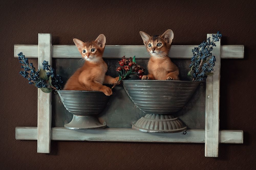 Photograph by Диана Кочнова