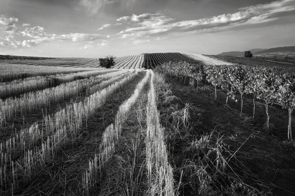 Photograph by Марина Ческис