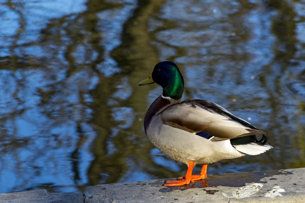 Photograph by Silviu Cojanu