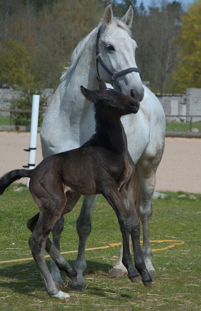 Foal playing