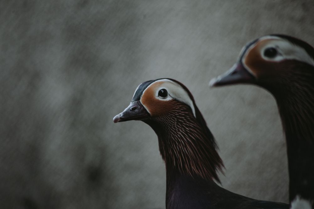 Photograph by Елизавета Савина